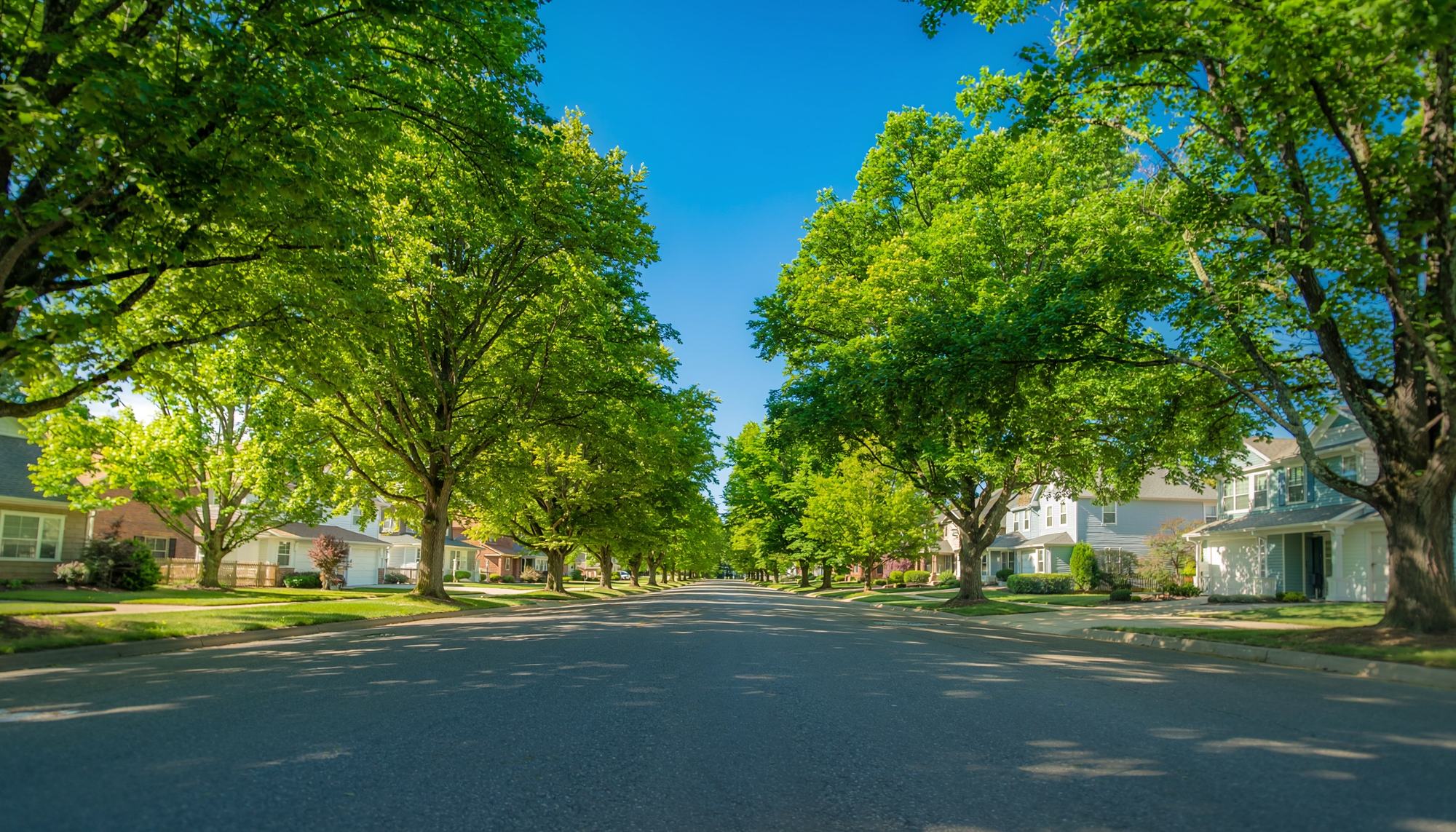 A tree-lined residential street in Winnipeg